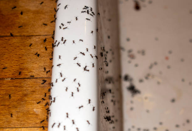 Best Affordable Pest Control Services  in Mukilteo, WA