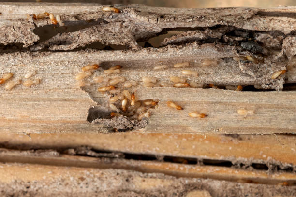Best Pest Inspection Near Me  in Mukilteo, WA
