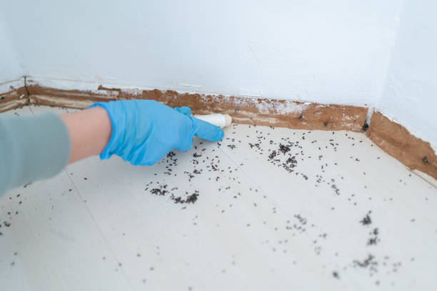 Best Pest Control Near Me  in Mukilteo, WA